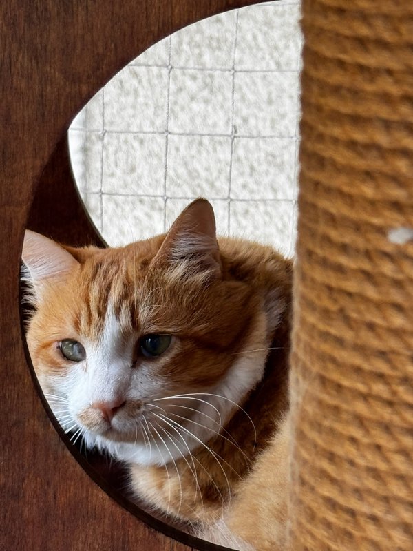 Julia, one of Ruhama's cats
