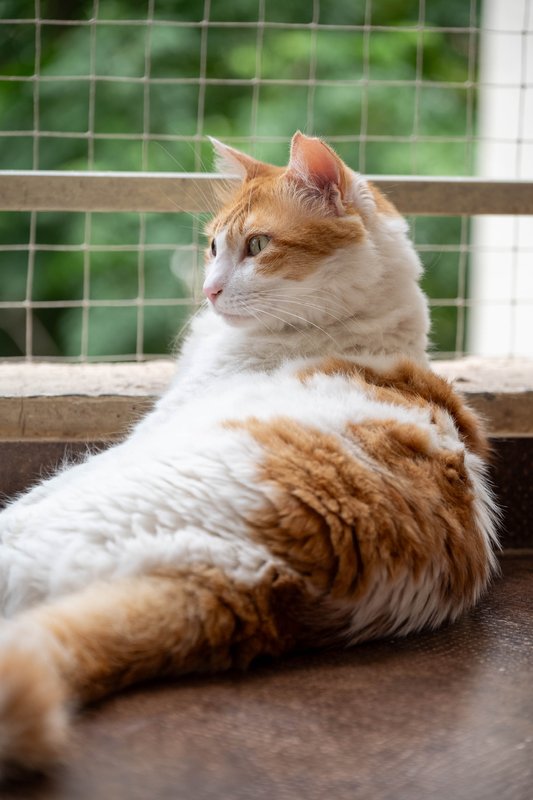 Thor, one of Ruhama's cats